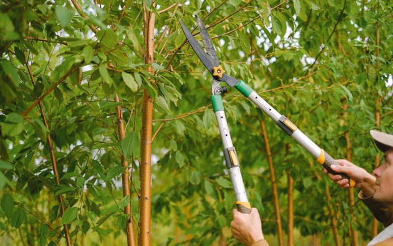 Tree trimming in Donnybrook, ND