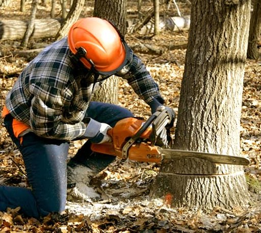 Tree Removal in Donnybrook, ND